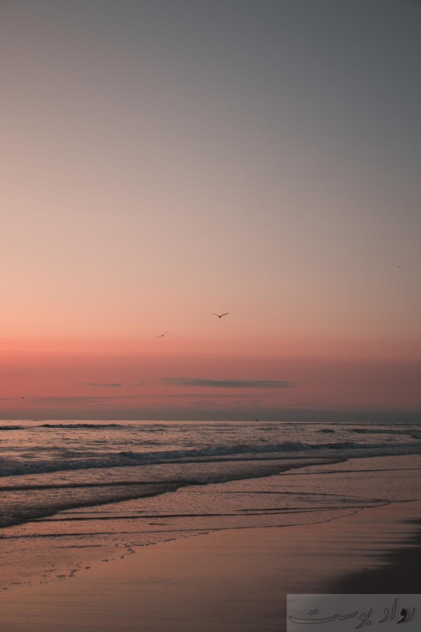 bird flying over the sea during sunset