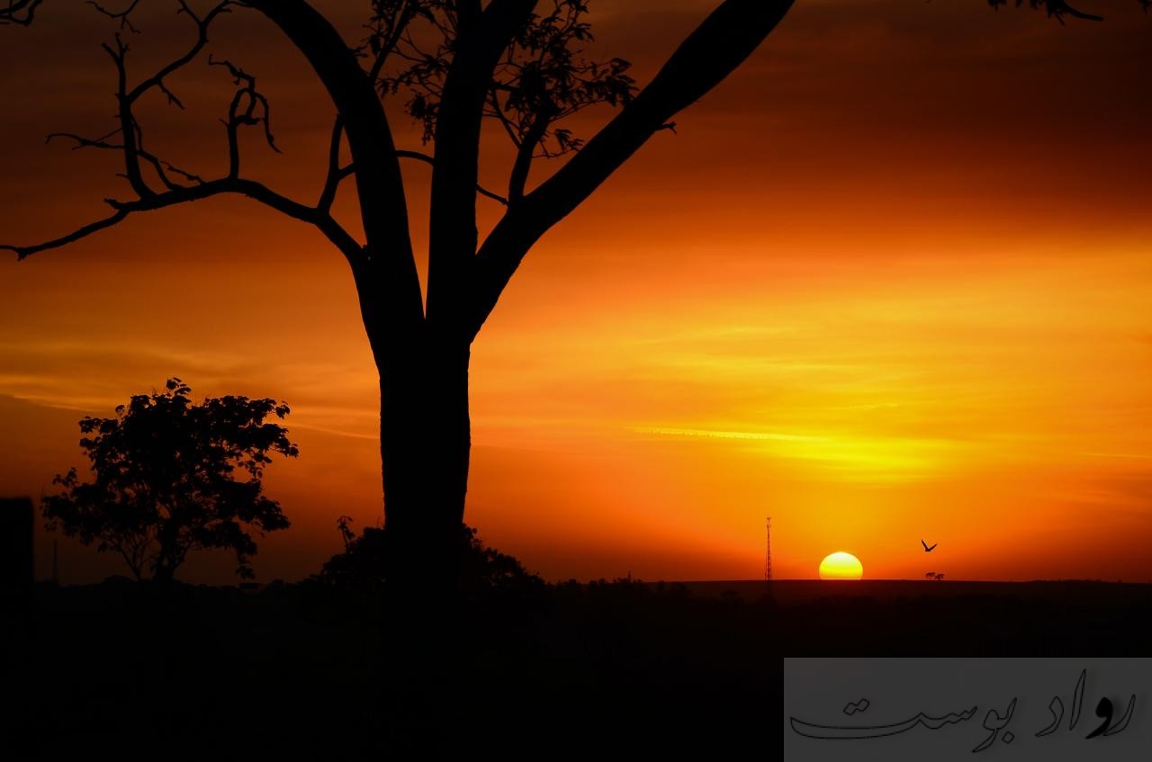 silhouette tree of golden hour