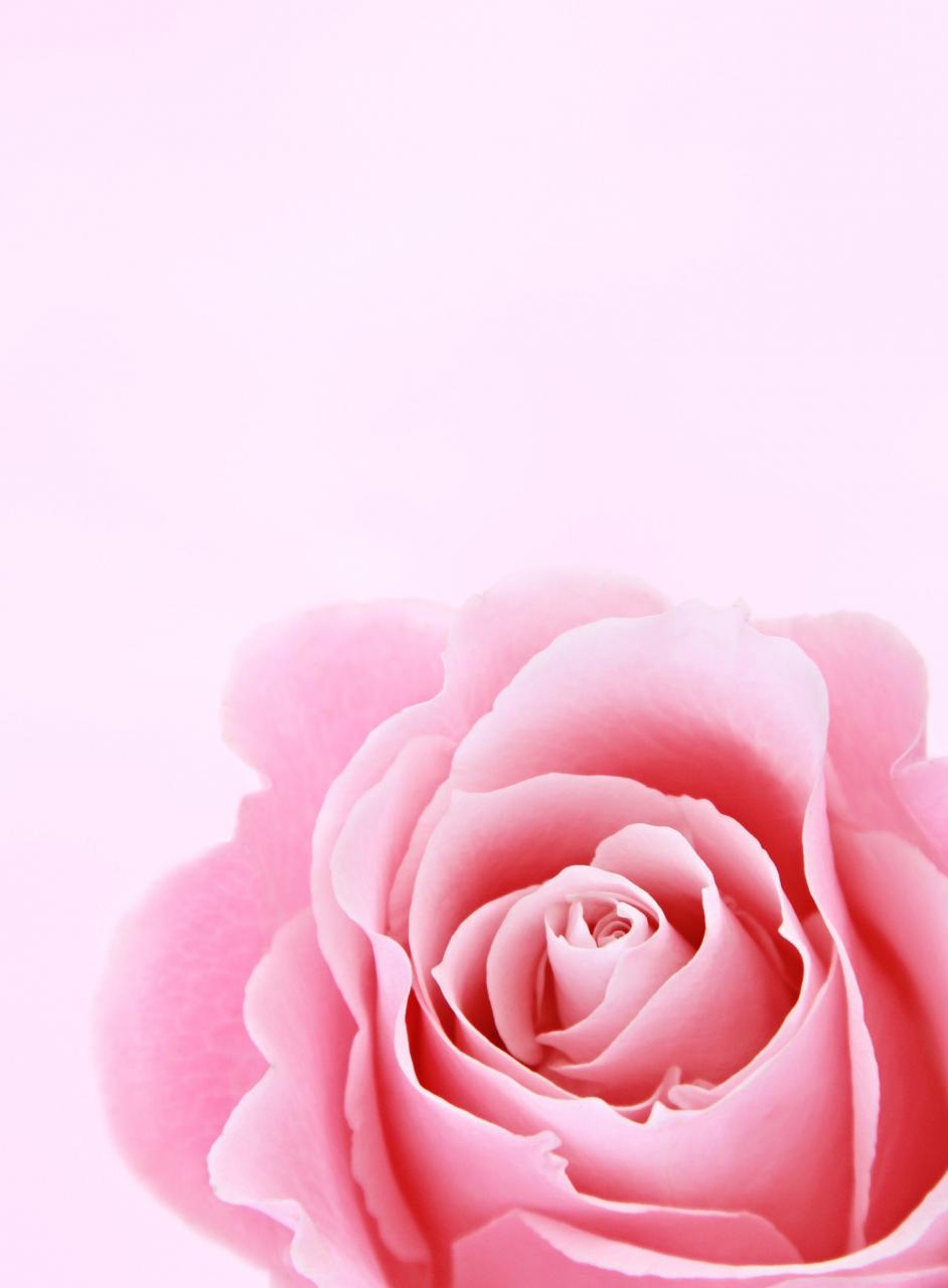 الوردي روز المقربة التصوير الفوتوغرافي