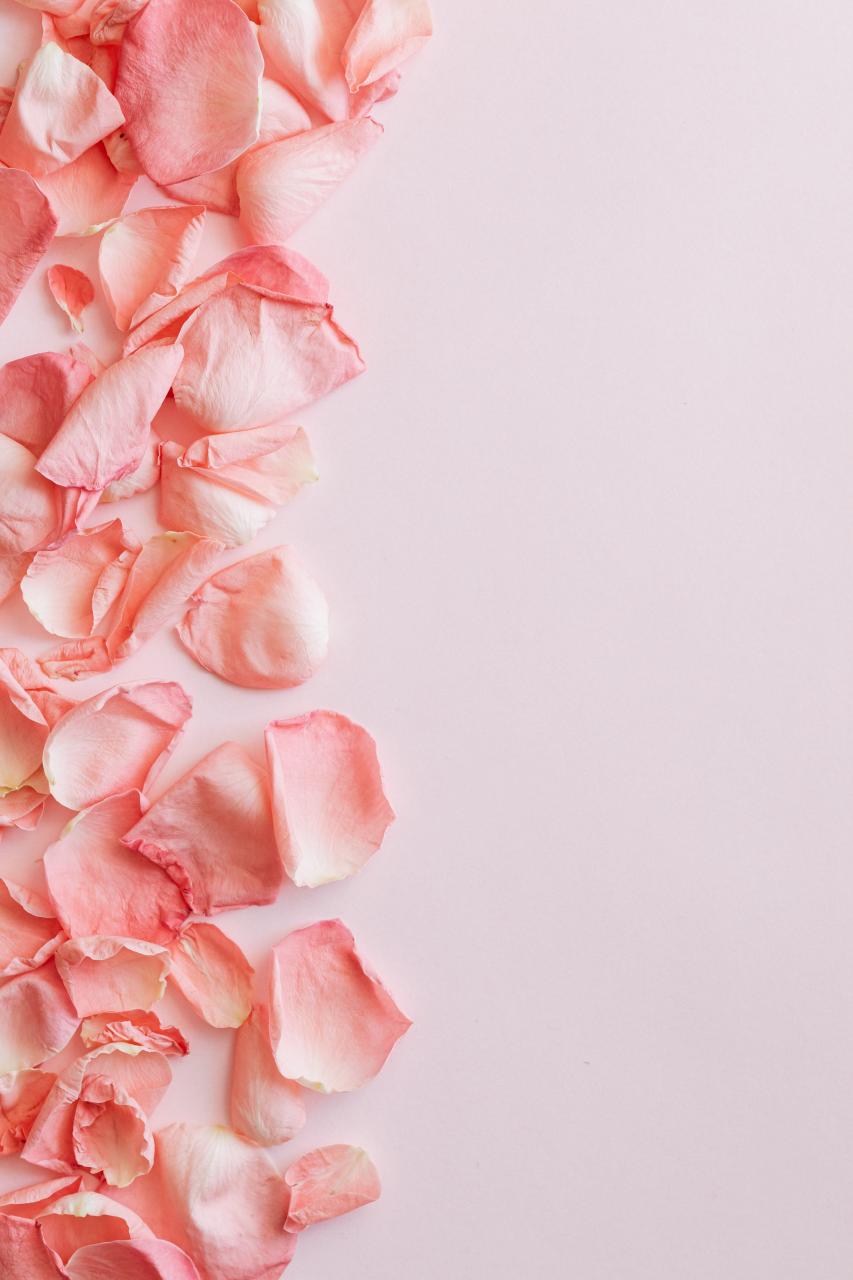 Bunch of delicate pink rose petals on pink surface