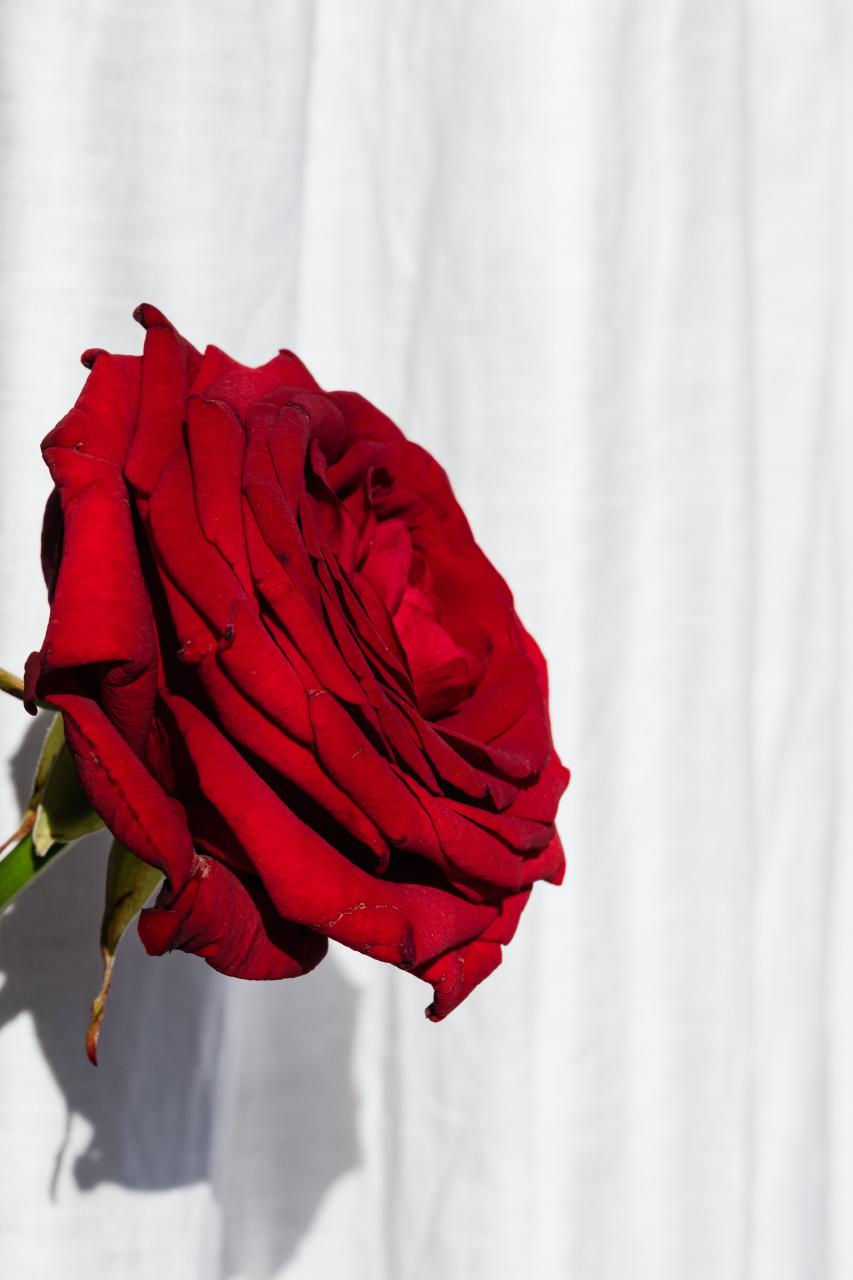 Red rose bud on white curtain background