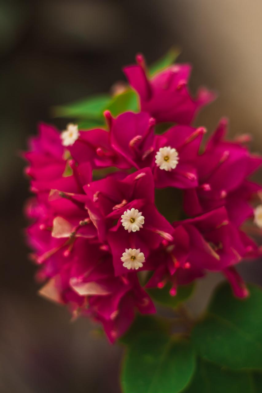 Pink Flowers in Tilt Shift Lens
