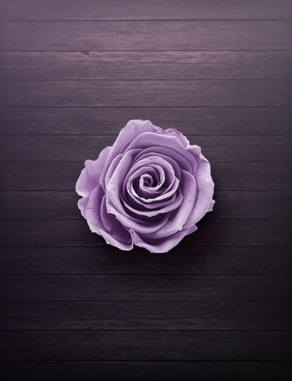 Purple Rose On Wooden Surface
