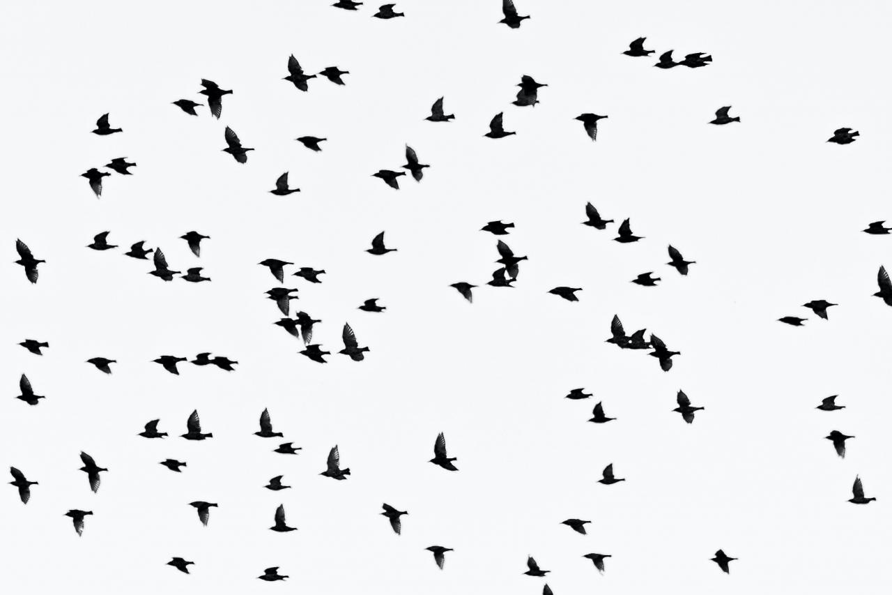 خلفيات طيور ok 1000 صور طيور
