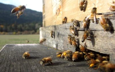 مشروع تربية النحل منحل لإنتاج العسل دراسة جدوى