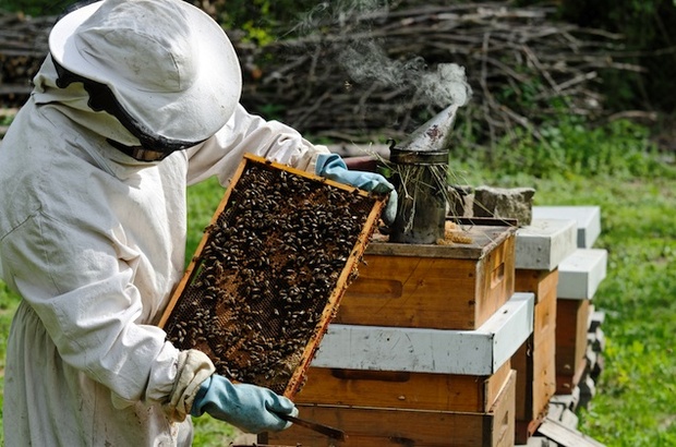 مشروع تربية النحل لإنتاج العسل دراسة جدوى