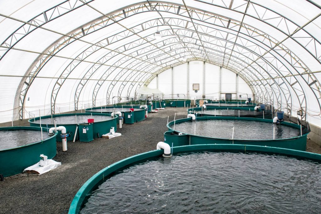 مشروع مزرعة اسماك كيف تنج في مشروع الاستزراع السمكي في السعودية