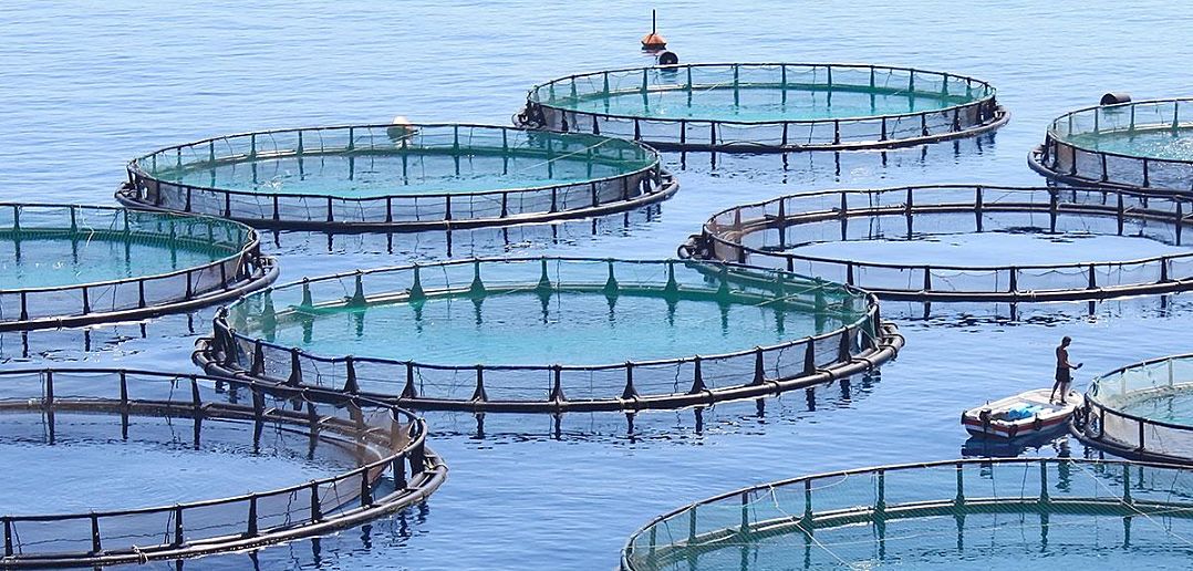 مشروع مزرعة اسماك كيف تنج في مشروع الاستزراع السمكي في السعودية