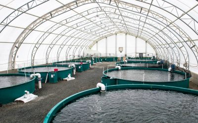 مشروع مزرعة اسماك كيف تنجح في مشروع الاستزراع السمكي في السعودية