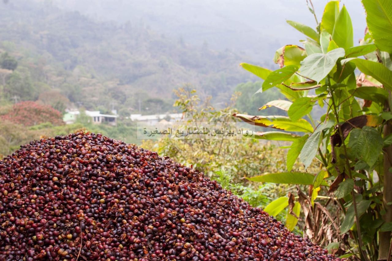 مشروع زراعة البن القهوة كيف تؤسس مشروع مزرعة بن مع دراسة جدوى Pdf