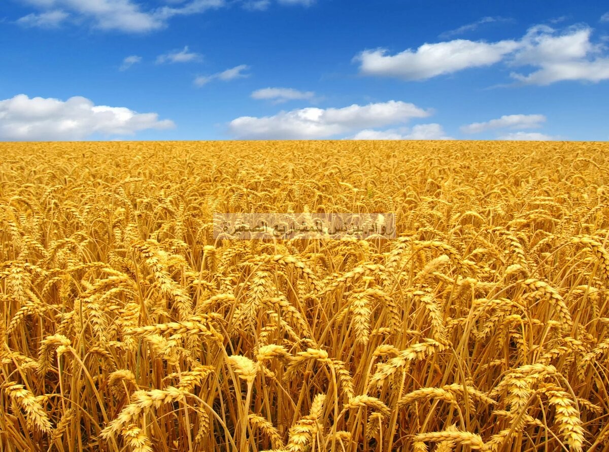 مشروع زراعة القمح في السعودية كيف تبدأ مع نصائح للقيام بدراسة جدوى Pdf