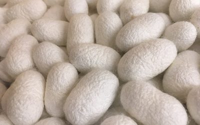 مشروع دودة القز لإنتاج الحرير الطبيعي هل سمعت عنها من قبل