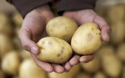 مشروع زراعة البطاطس في السعودية كيف تبدأ