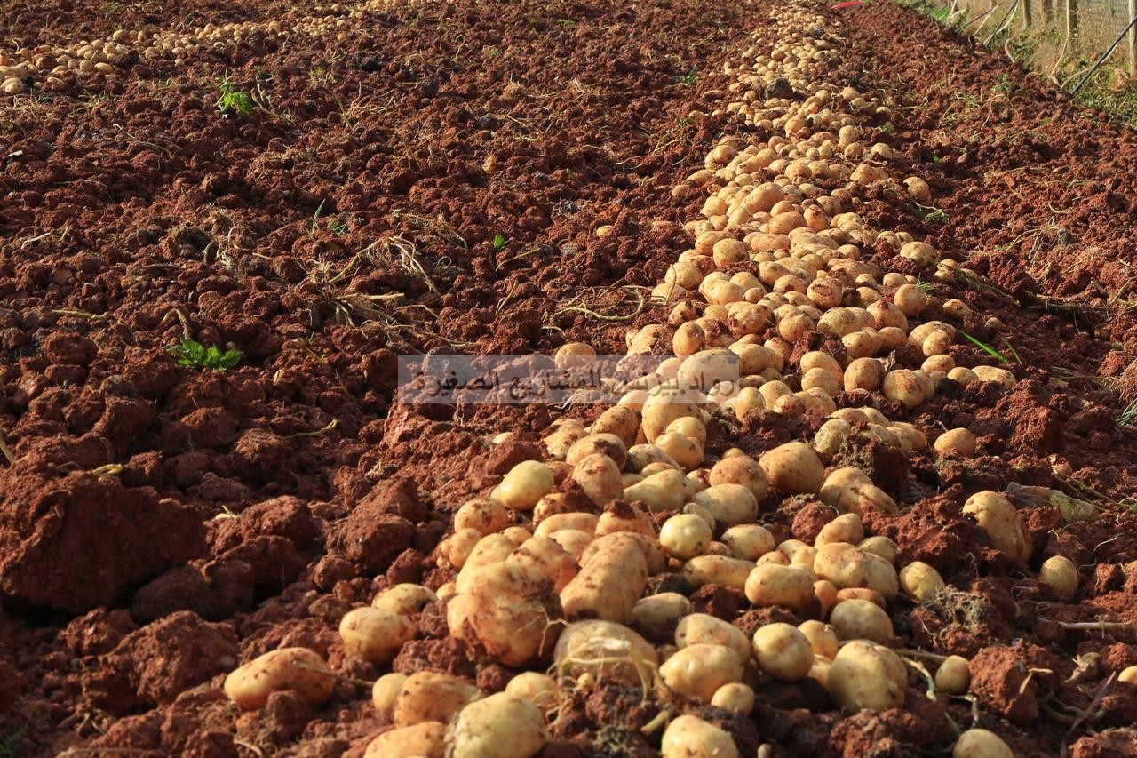 مشروع زراعة البطاطس في السعودية كيف تبدأ