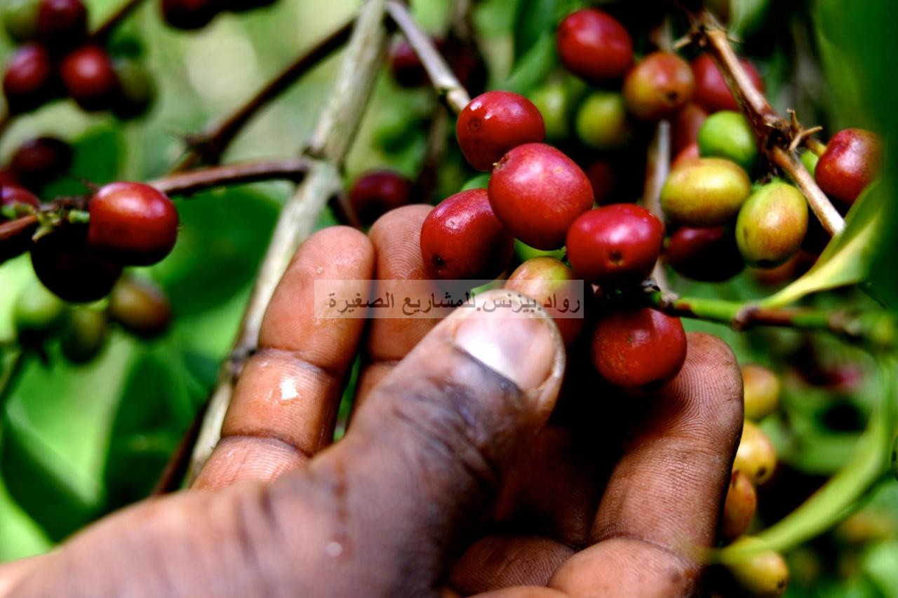 مشروع زراعة البن القهوة نصائح ومعلومات مهمة لتأسيس المشروع