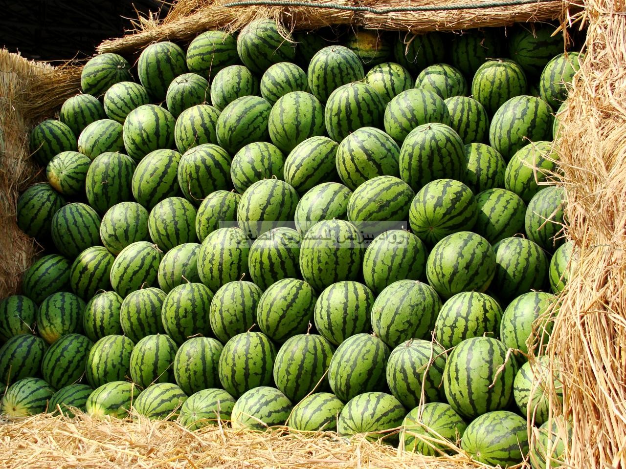 مشروع زراعة البطيخ في السعودية خطوات تفصيليه