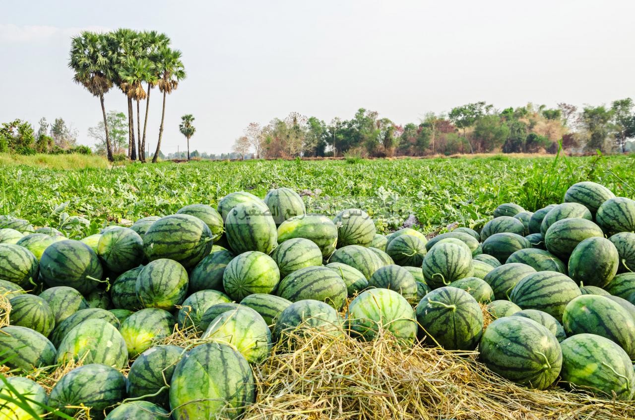 مشروع زراعة البطيخ في السعودية خطوات تفصيليه