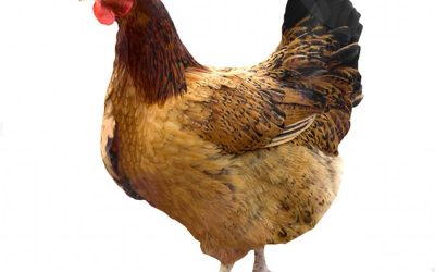 مشروع تربية الدجاج البلدي للمبتدئين هل مشروع دجاج بلدي مربح ام لا؟