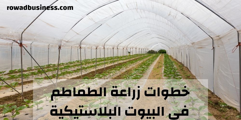 مشروع زراعة الطماطم في البيوت البلاستيكية والصوب الزراعية
