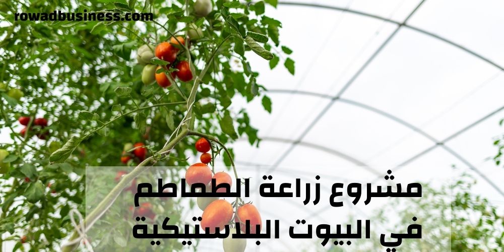 مشروع زراعة الطماطم في البيوت البلاستيكية والصوب الزراعية